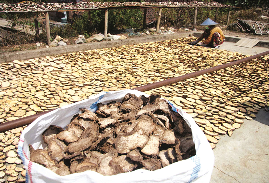 Procurement of Konjac Dried Chips (Yellow Konjac)